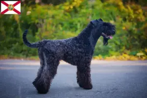 Read more about the article Kerry Blue Terrier breeders and puppies in Florida