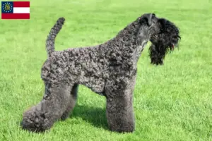 Read more about the article Kerry Blue Terrier breeders and puppies in Georgia