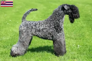 Read more about the article Kerry Blue Terrier breeders and puppies in Hawaii