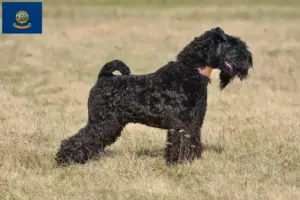 Read more about the article Kerry Blue Terrier breeders and puppies in Idaho