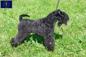Read more about the article Kerry Blue Terrier breeders and puppies in Indiana