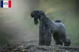 Read more about the article Kerry Blue Terrier breeders and puppies in Iowa