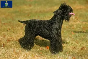 Read more about the article Kerry Blue Terrier breeders and puppies in Kansas
