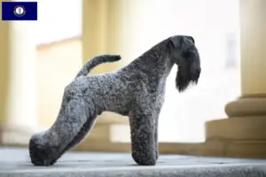 Read more about the article Kerry Blue Terrier breeders and puppies in Kentucky