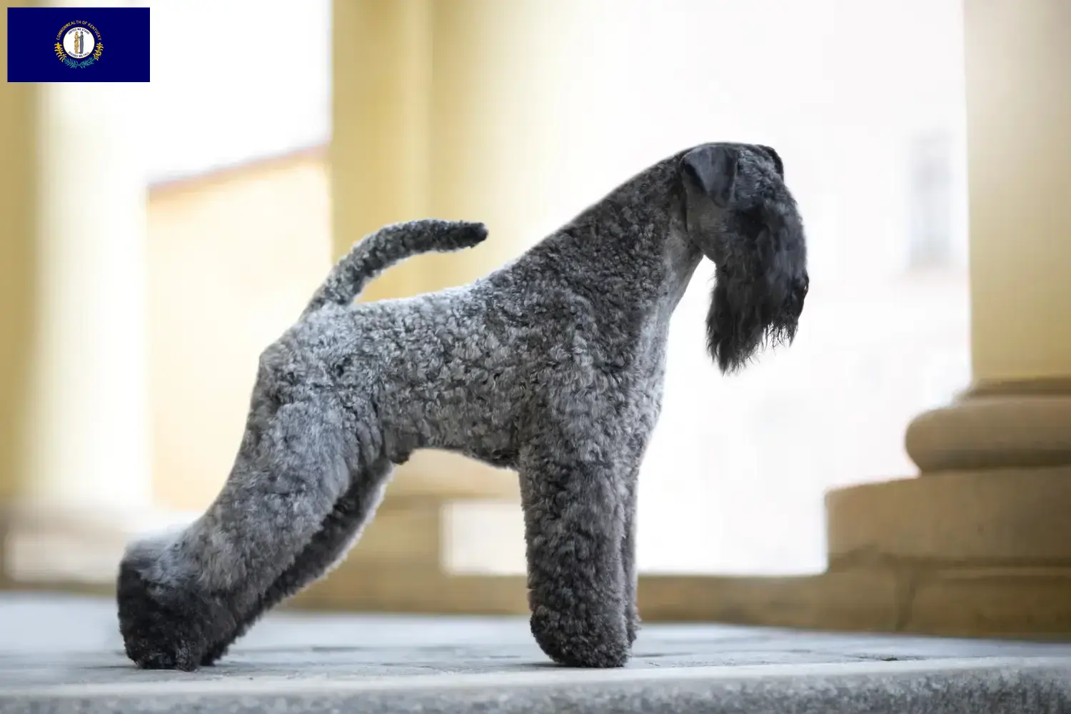 Kerry Blue Terrier puppies and breeders Kentucky Find Kerry blue Terrier breeders in Kentucky.