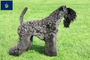 Read more about the article Kerry Blue Terrier breeders and puppies in Maine