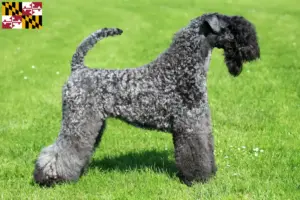 Read more about the article Kerry Blue Terrier breeders and puppies in Maryland