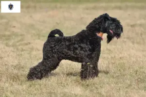 Read more about the article Kerry Blue Terrier breeders and puppies in Massachusetts