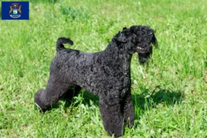 Read more about the article Kerry Blue Terrier breeders and puppies in Michigan
