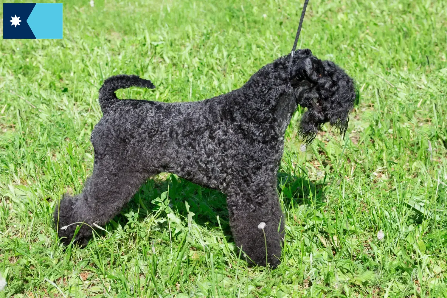 Kerry Blue Terrier puppies and breeders Minnesota Find Kerry blue Terrier breeders in Minnesota.