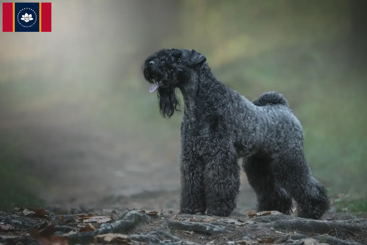Read more about the article Kerry Blue Terrier breeders and puppies in Mississippi