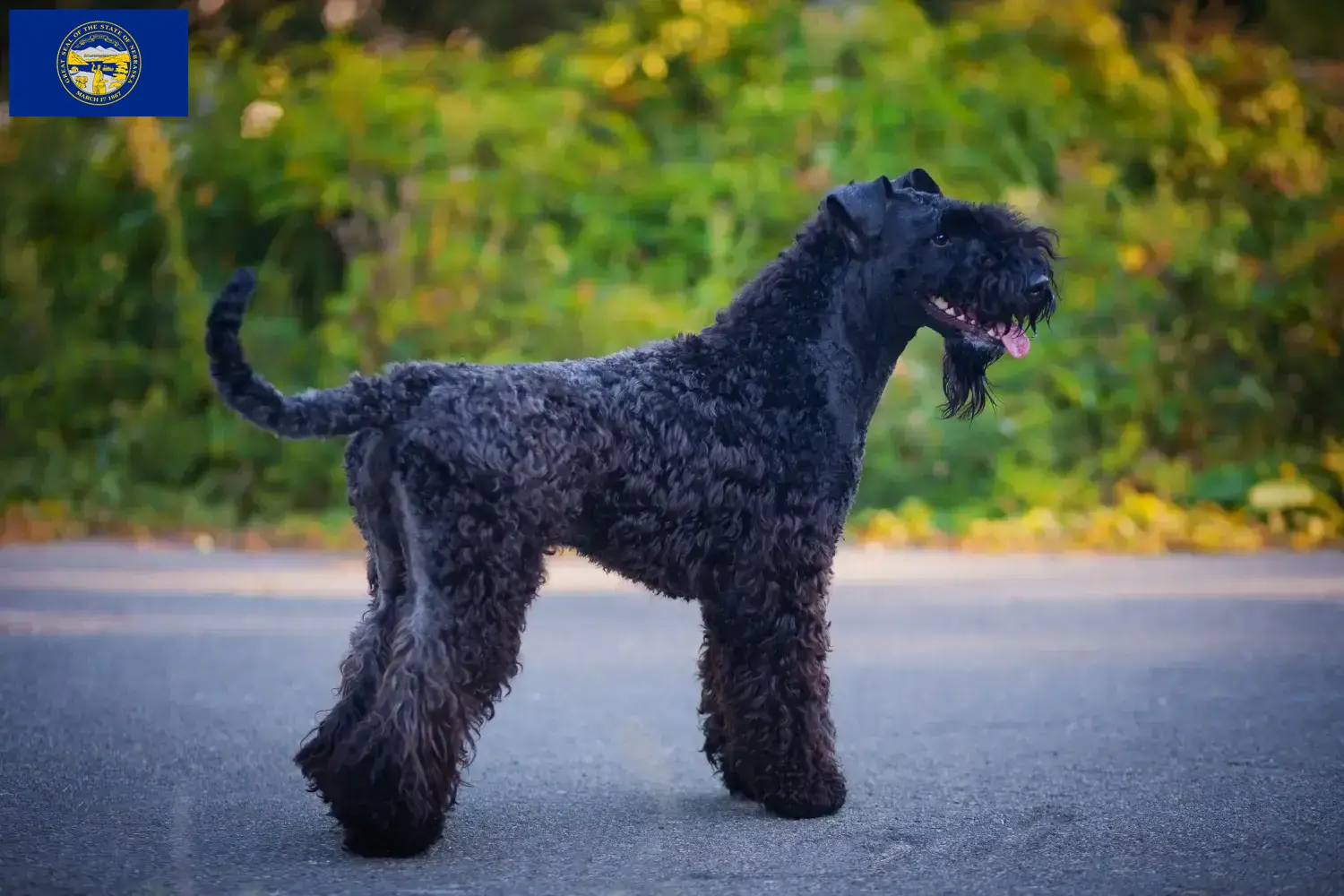 Read more about the article Kerry Blue Terrier breeders and puppies in Nebraska