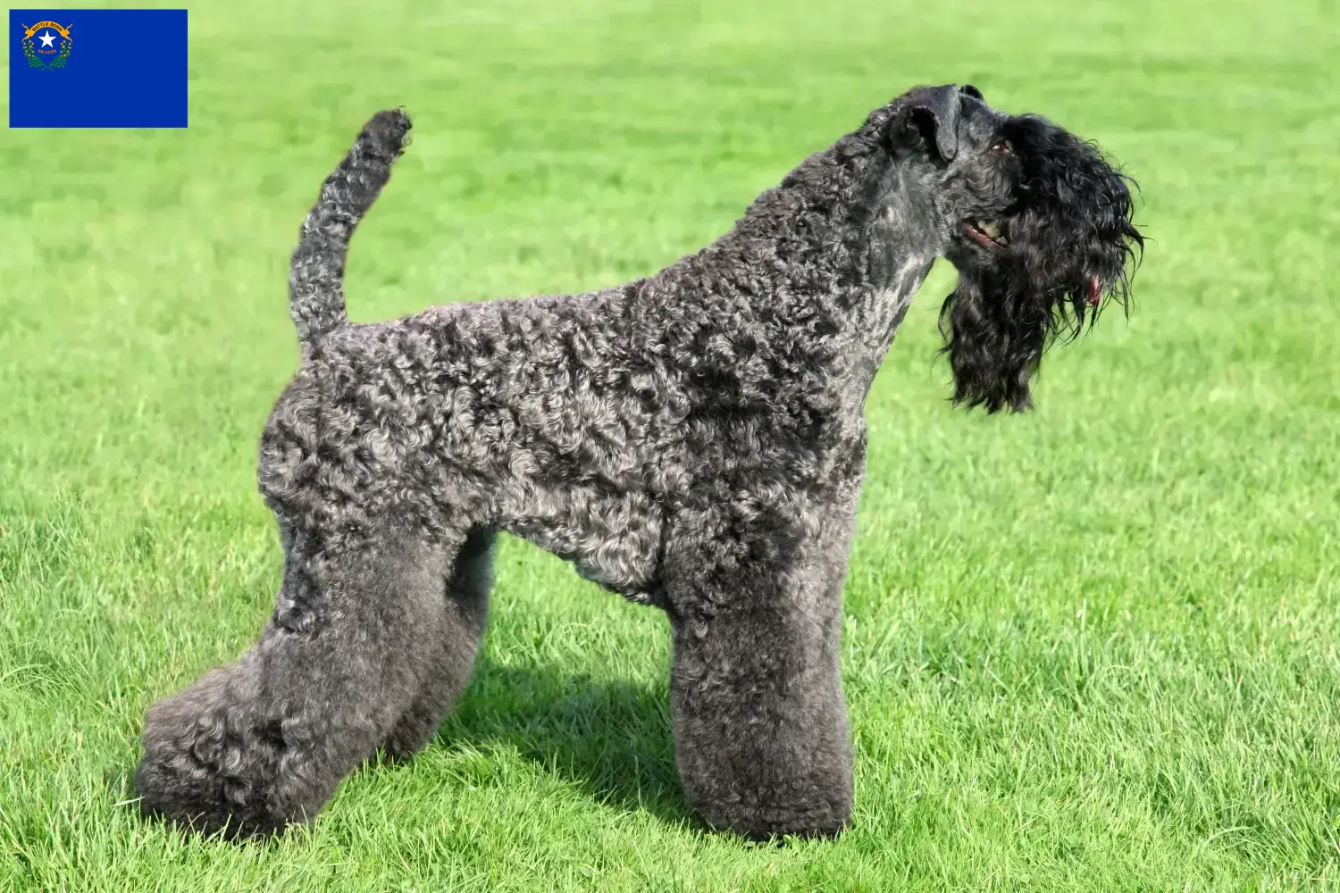Read more about the article Kerry Blue Terrier breeders and puppies in Nevada