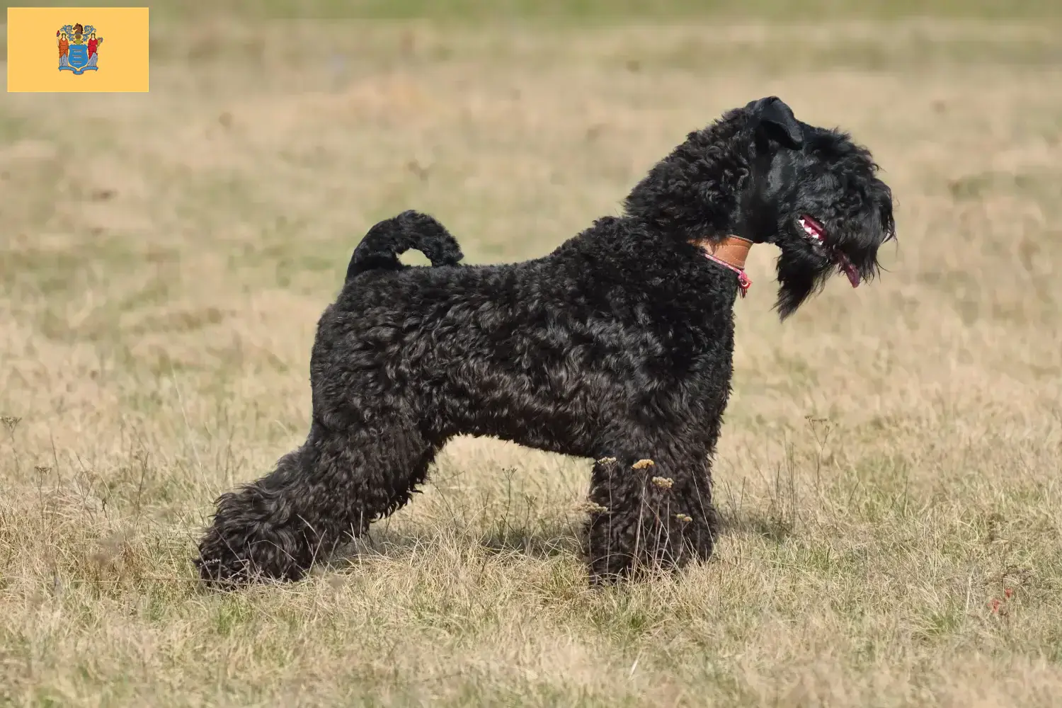 Read more about the article Kerry Blue Terrier breeders and puppies in New Jersey