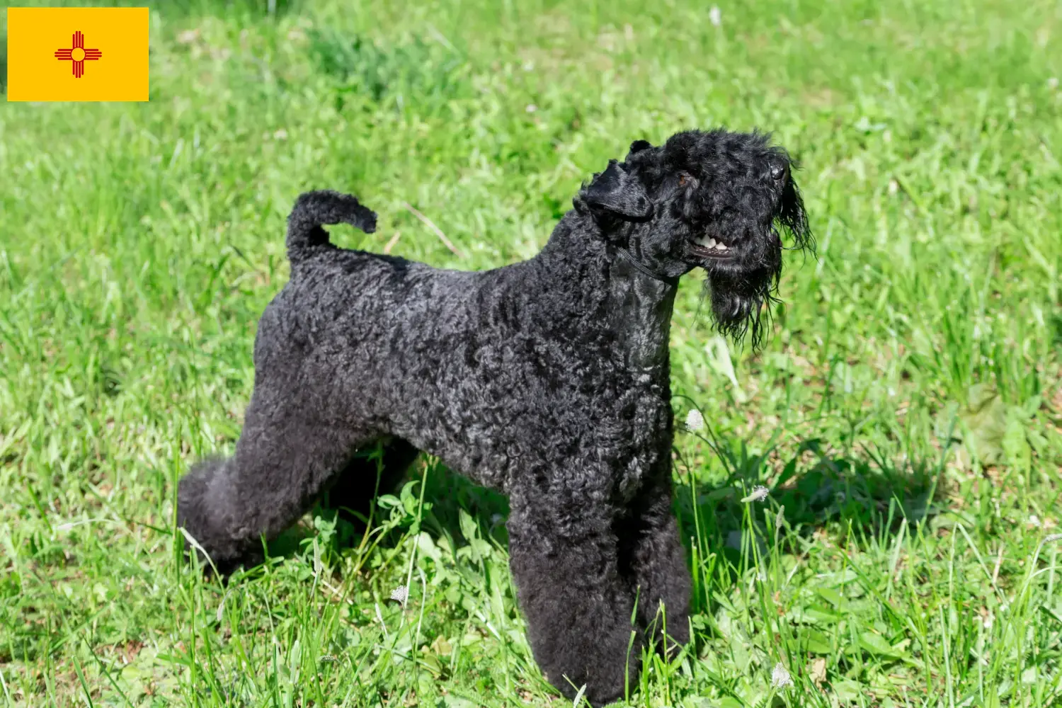 Read more about the article Kerry Blue Terrier breeders and puppies in New Mexico