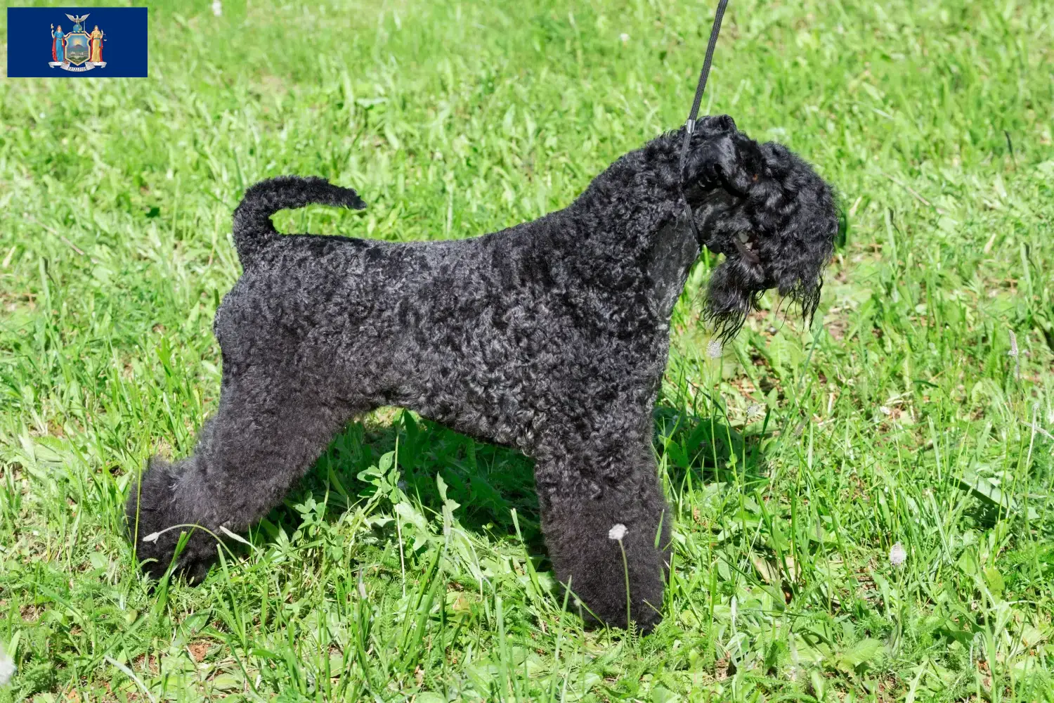 Read more about the article Kerry Blue Terrier breeders and puppies in New York
