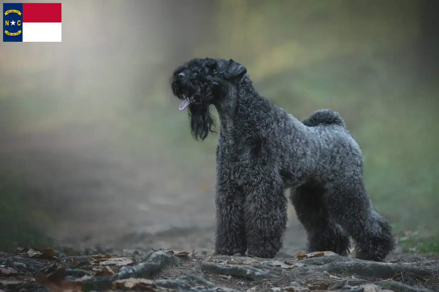 Read more about the article Kerry Blue Terrier breeders and puppies in North Carolina