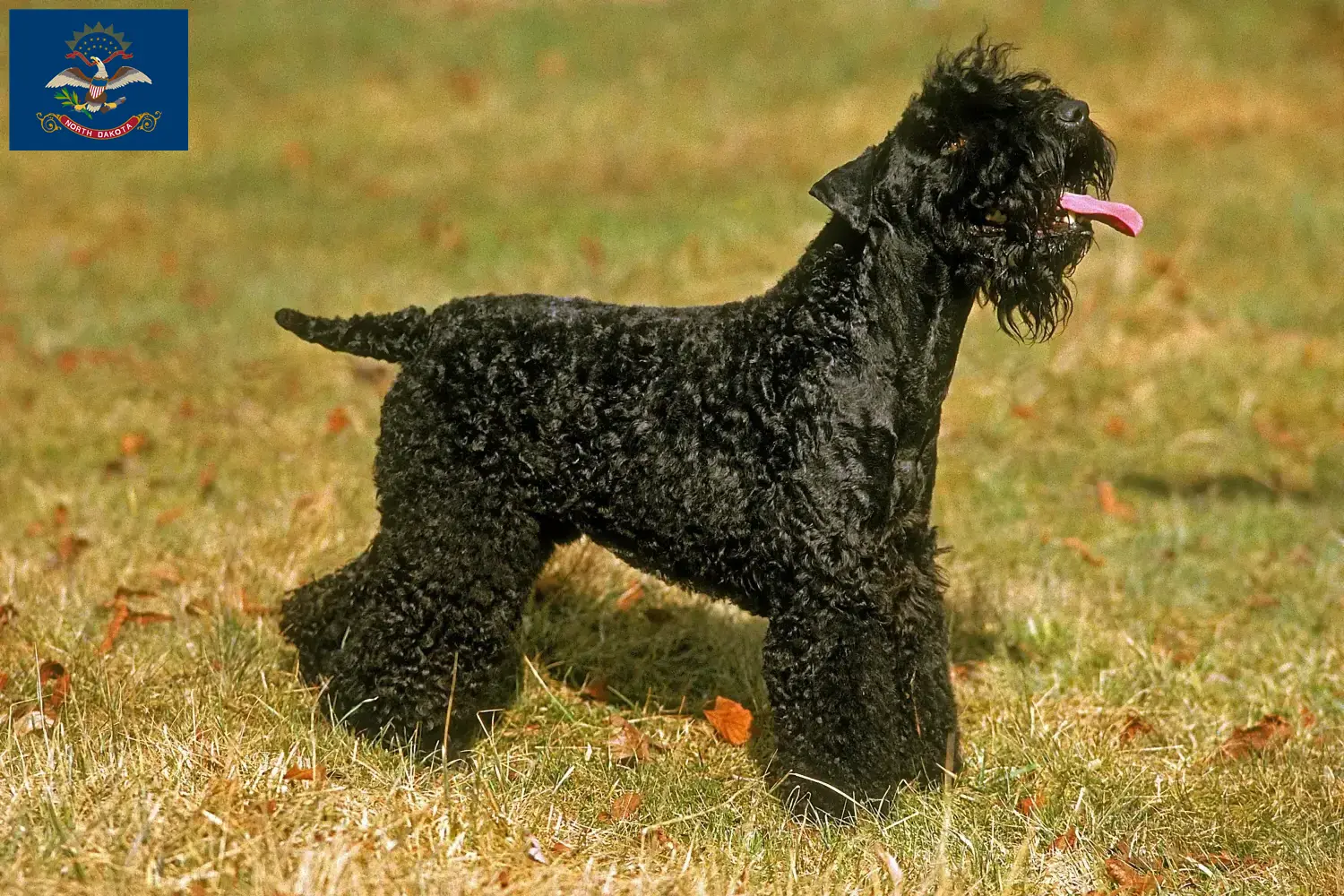 Read more about the article Kerry Blue Terrier breeders and puppies in North Dakota