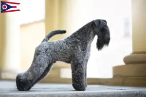 Read more about the article Kerry Blue Terrier breeders and puppies in Ohio