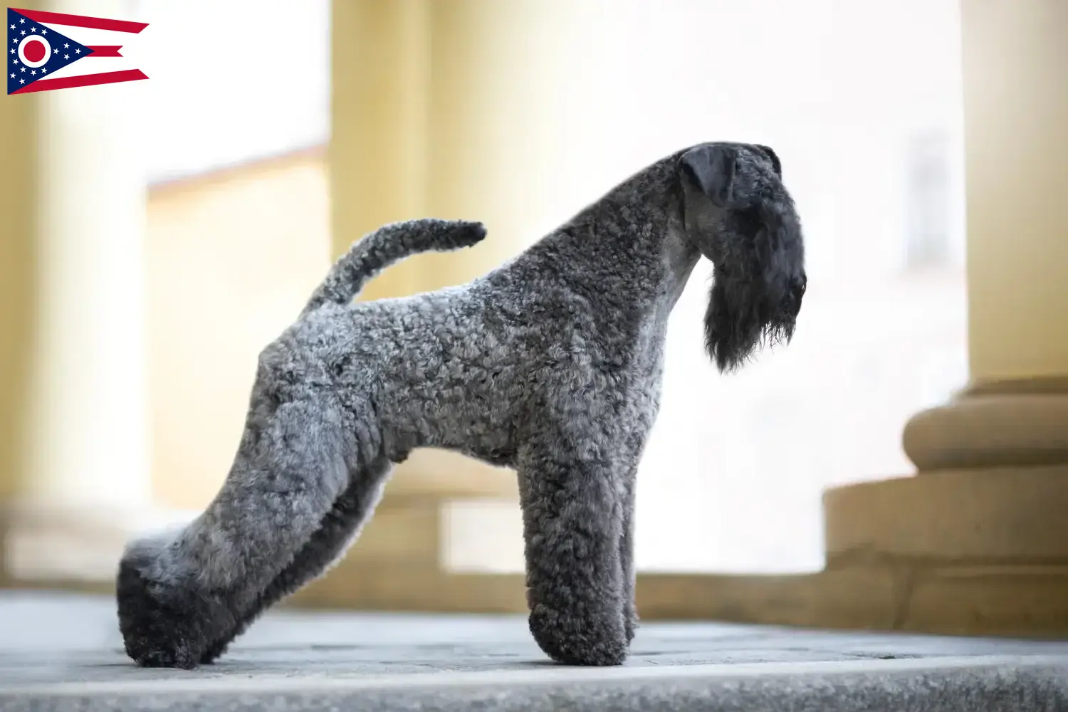 Read more about the article Kerry Blue Terrier breeders and puppies in Ohio