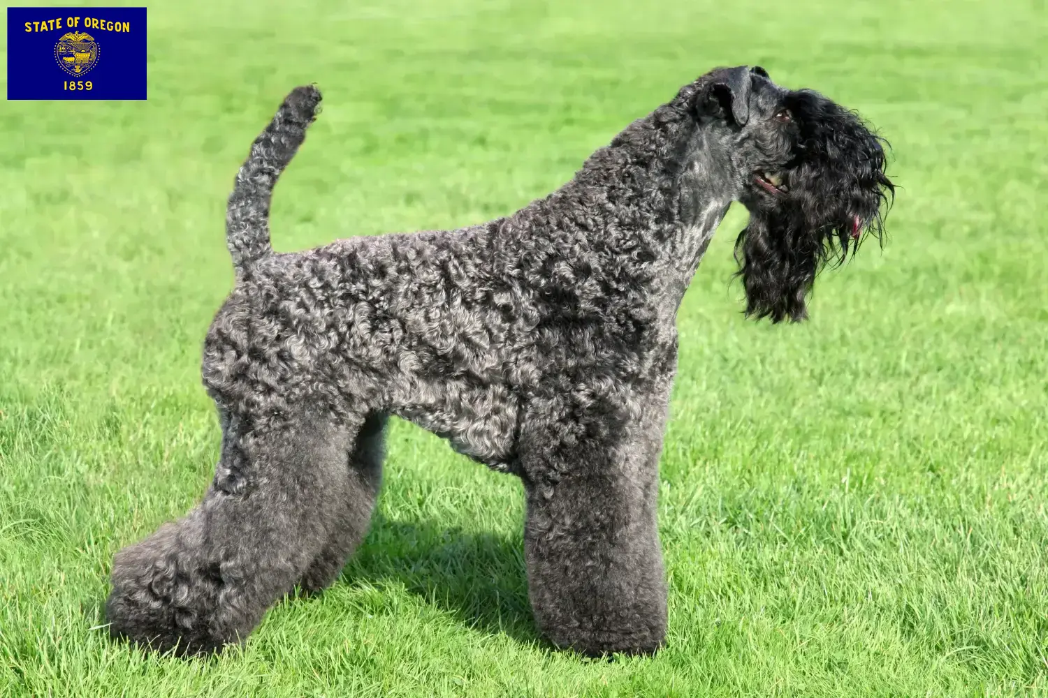 Read more about the article Kerry Blue Terrier breeders and puppies in Oregon
