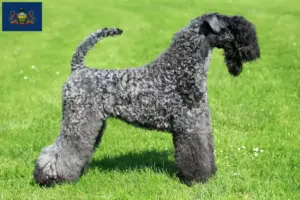 Read more about the article Kerry Blue Terrier breeders and puppies in Pennsylvania