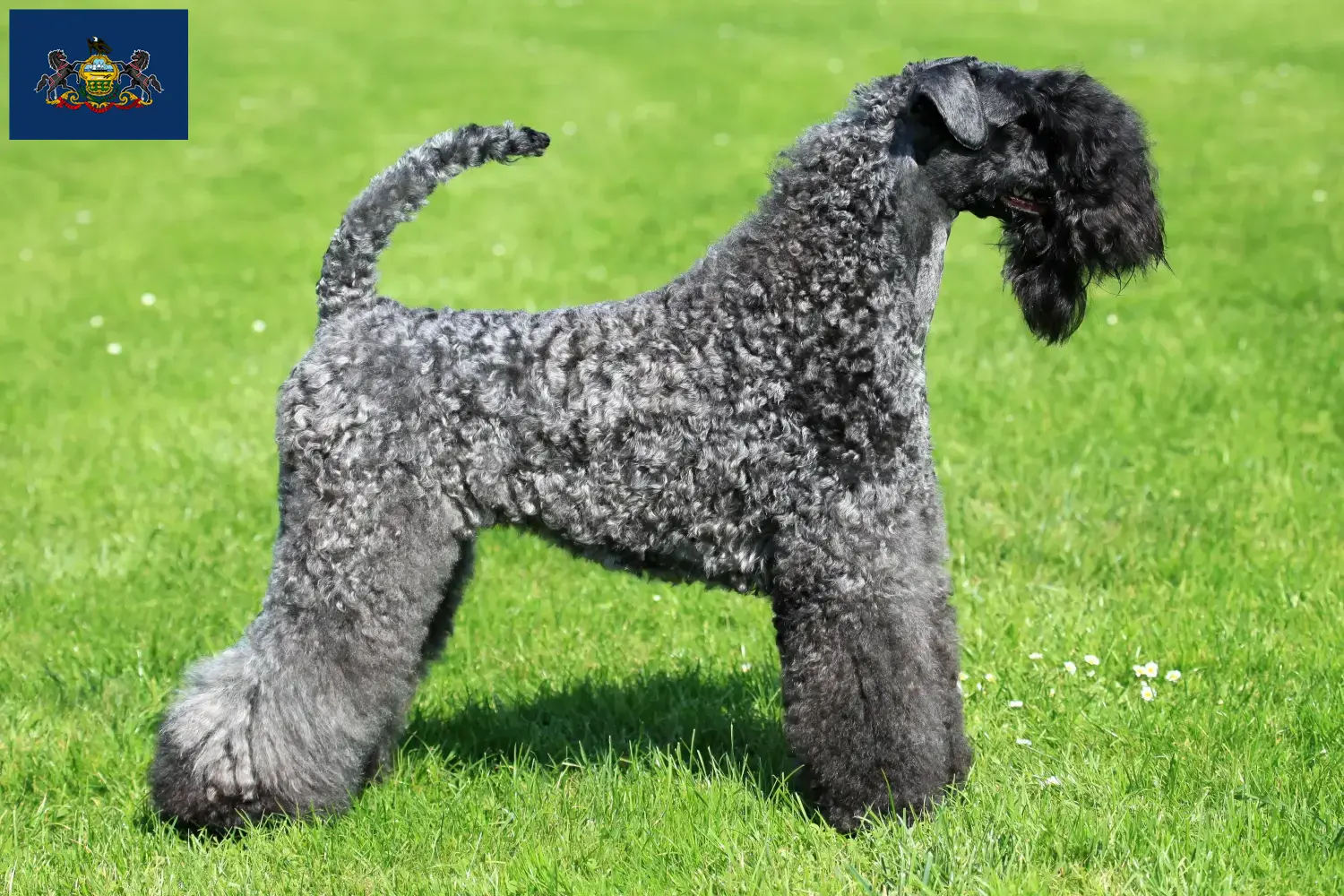 Read more about the article Kerry Blue Terrier breeders and puppies in Pennsylvania