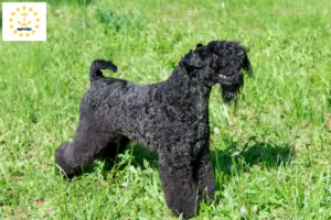 Read more about the article Kerry Blue Terrier breeders and puppies in Rhode Island