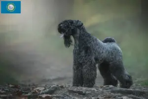 Read more about the article Kerry Blue Terrier breeders and puppies in South Dakota