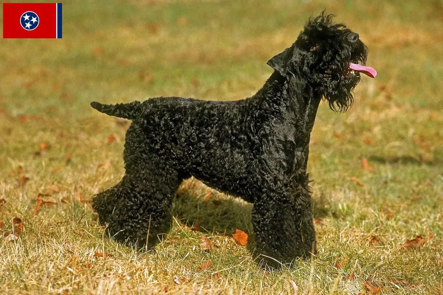Read more about the article Kerry Blue Terrier breeders and puppies in Tennessee