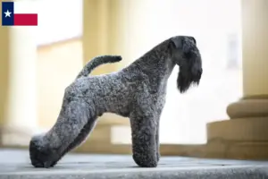 Read more about the article Kerry Blue Terrier breeders and puppies in Texas
