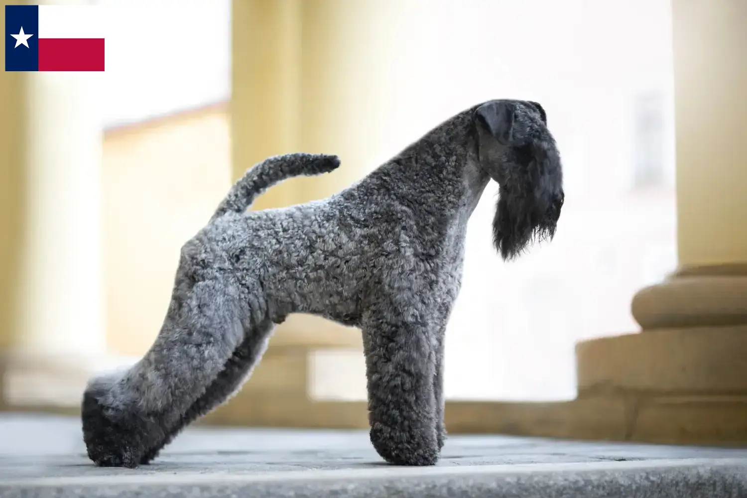 Read more about the article Kerry Blue Terrier breeders and puppies in Texas