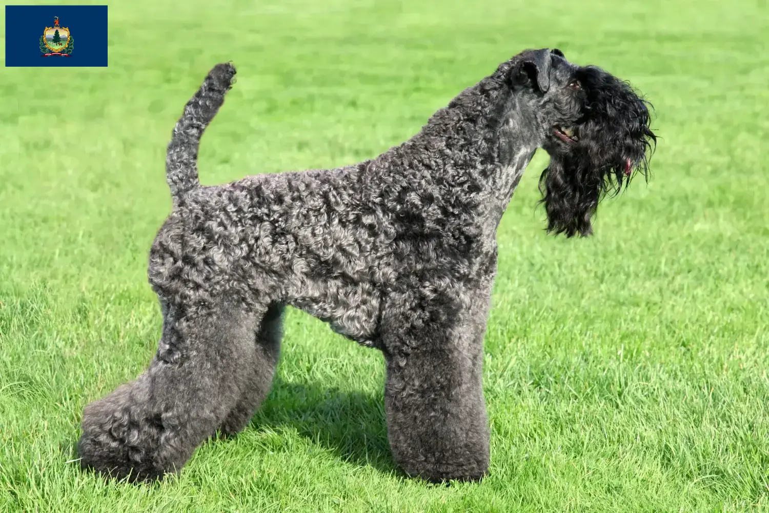 Read more about the article Kerry Blue Terrier breeders and puppies in Vermont