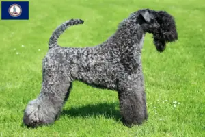 Read more about the article Kerry Blue Terrier breeders and puppies in Virginia