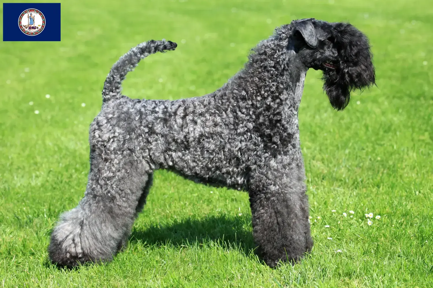 Read more about the article Kerry Blue Terrier breeders and puppies in Virginia