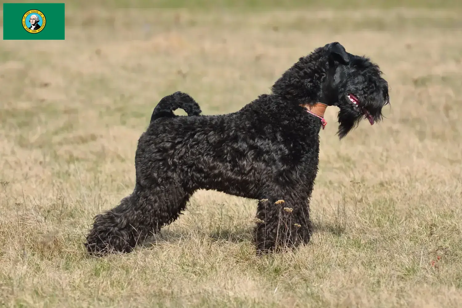 Read more about the article Kerry Blue Terrier breeders and puppies in Washington