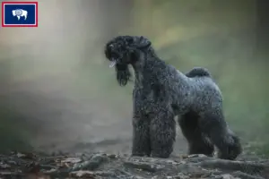 Read more about the article Kerry Blue Terrier breeders and puppies in Wyoming