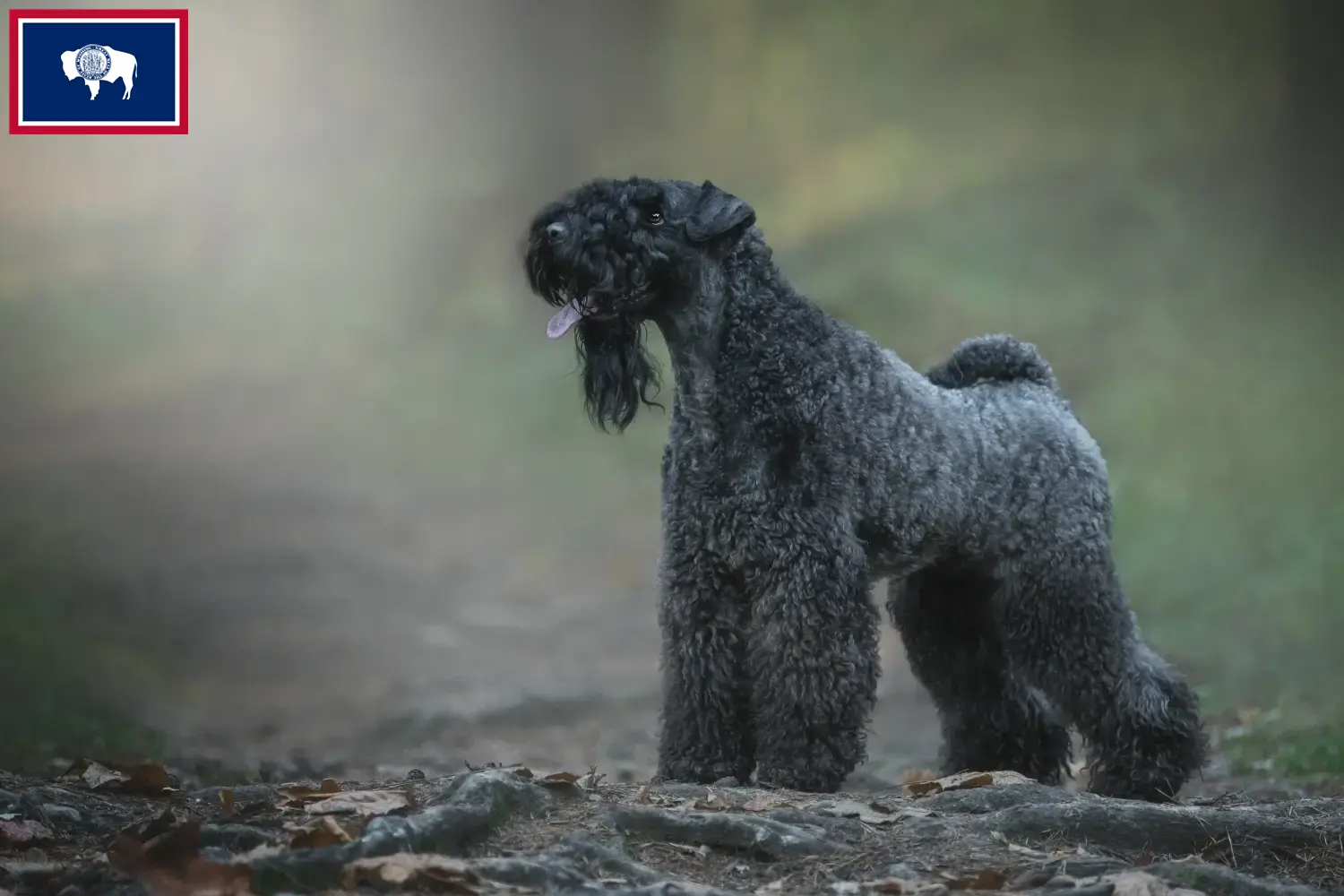 Read more about the article Kerry Blue Terrier breeders and puppies in Wyoming