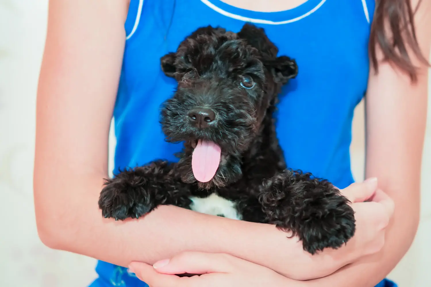 Buying a Kerry Blue Terrier puppy means taking responsibility! Buy Kerry Blue Terrier puppies.