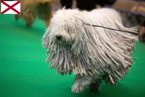Read more about the article Komondor breeders and puppies in Alabama