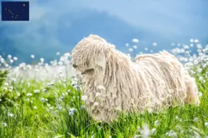 Read more about the article Komondor breeders and puppies in Alaska