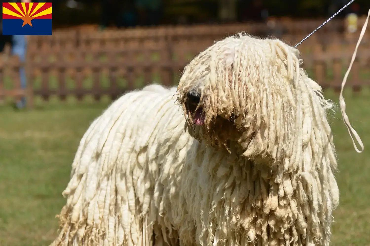 Read more about the article Komondor breeders and puppies in Arizona