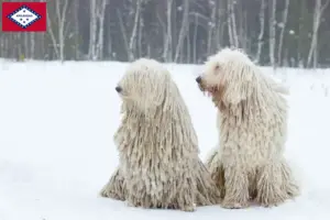 Read more about the article Komondor breeders and puppies in Arkansas