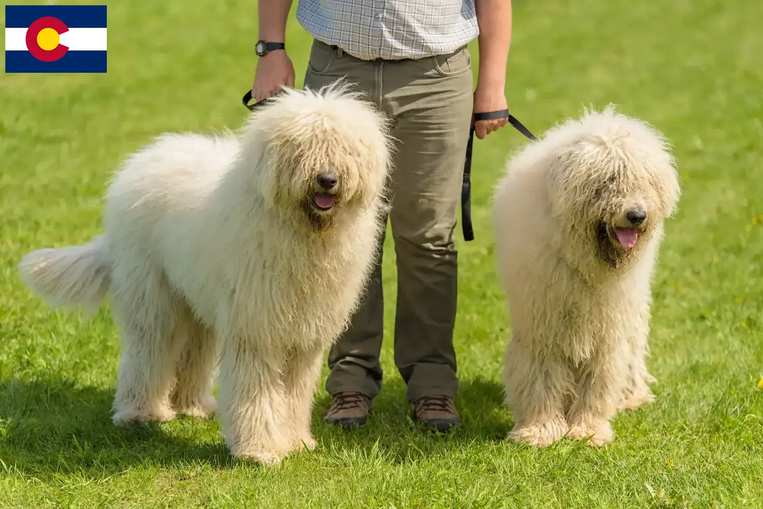 Read more about the article Komondor breeders and puppies in Colorado