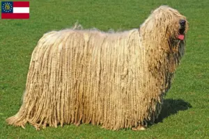Read more about the article Komondor breeders and puppies in Georgia