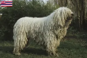 Read more about the article Komondor breeders and puppies in Hawaii