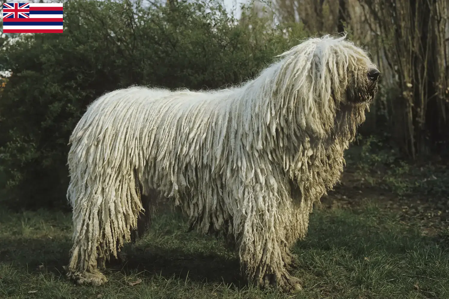 Read more about the article Komondor breeders and puppies in Hawaii