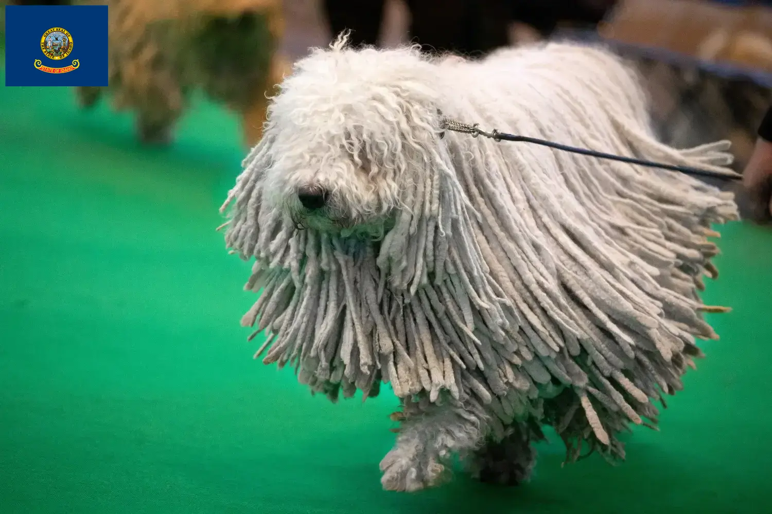 Read more about the article Komondor breeders and puppies in Idaho