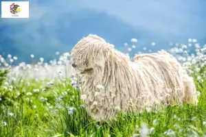 Read more about the article Komondor breeders and puppies in Illinois