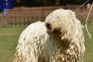 Read more about the article Komondor breeders and puppies in Indiana